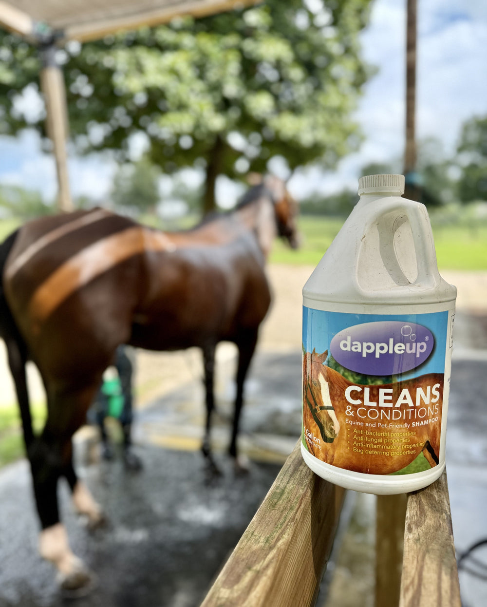 Beat the Heat: Summer Care Tips for Horses from Dapple Up