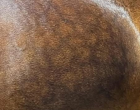 Common Horse Skin Issues — and How to Keep Your Horse's Coat Healthy & Shiny