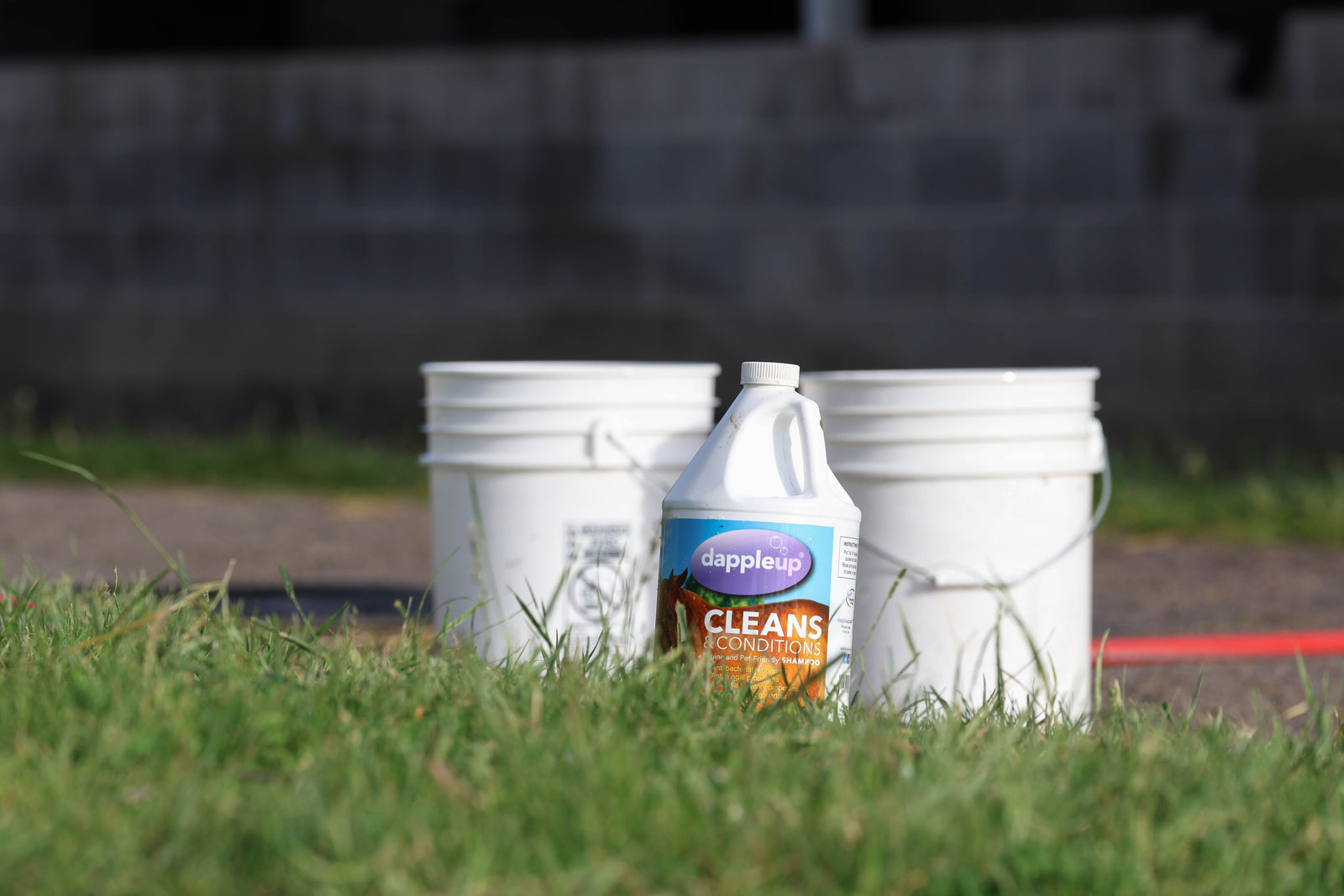 Dapple Up products at the thoroughbred racetrack, trusted by professional trainers and grooms in real barn environments