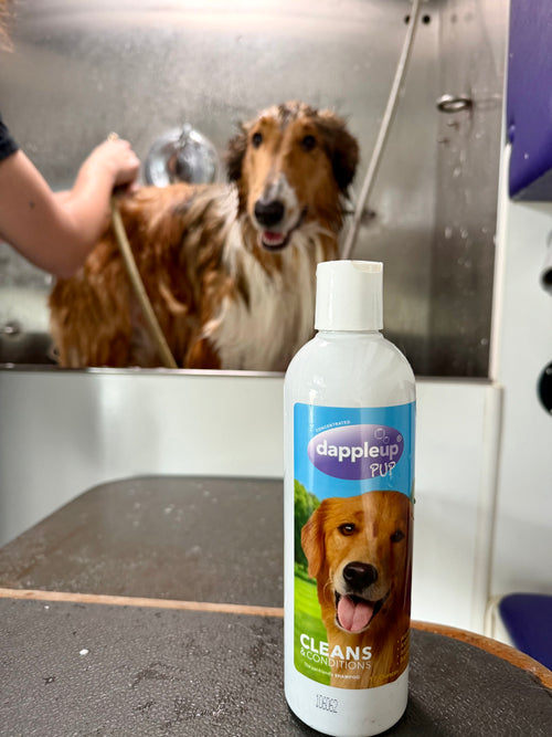 Dapple Up Dog customer photo