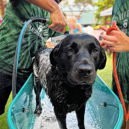 Dapple Up Dog shampoo in real use