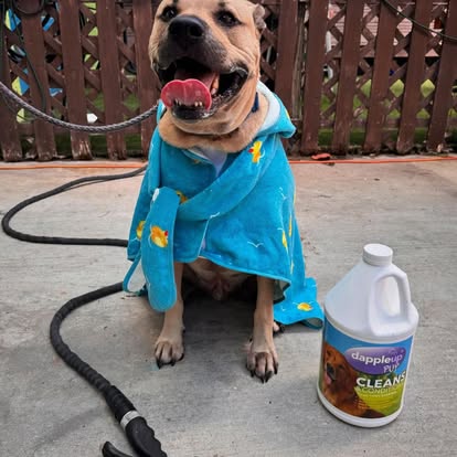 Dapple Up Dog customer photo