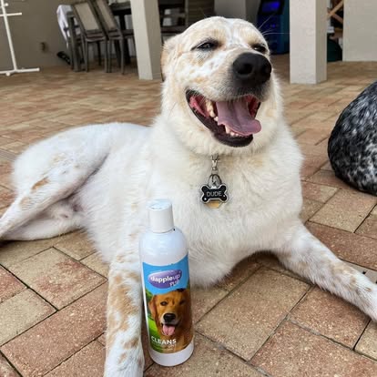 Dapple Up Dog customer photo