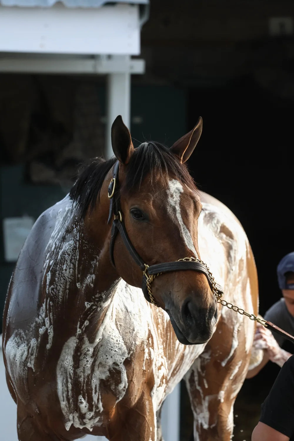 Quiet equestrian wash-rack moment — gentle hands washing a bay horse, capturing thoughtful, hands-on horsemanship