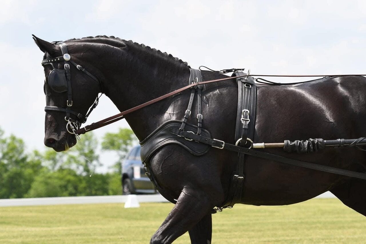 Glossy black driving horse in harness