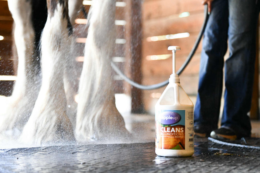 Dapple Up Equine shampoo in real barn use